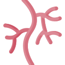 Regeneración vascular